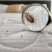 Banishing Bed Bugs: Your Guide to Prevention, Detection, and Happy Guests